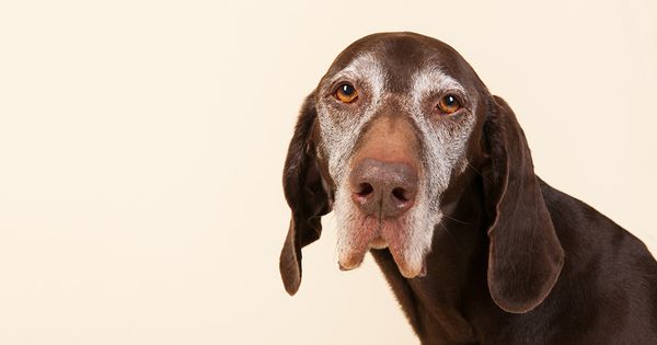 Esta es una manera simple de prevenir la demencia en tu mascota