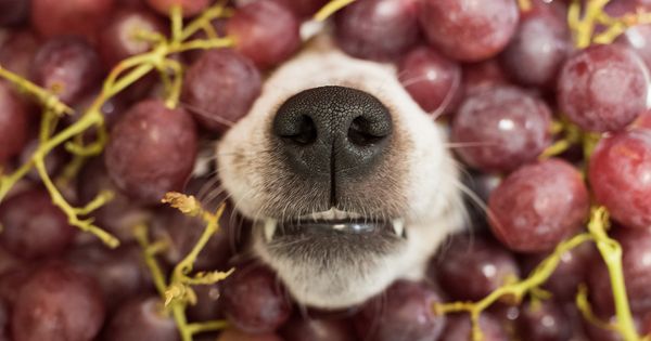 4 alimentos mortales para los perros