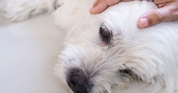 ¿La nutrición podría ayudar a controlar la epilepsia de tu perro?