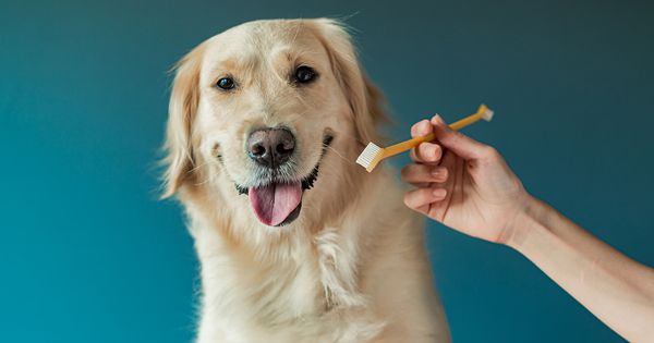 Todo lo que necesitas saber sobre el cuidado dental de tu perro