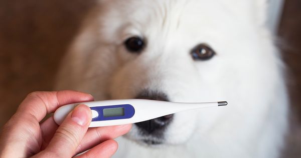 Ahorra tiempo y dinero con este chequeo casero para perros