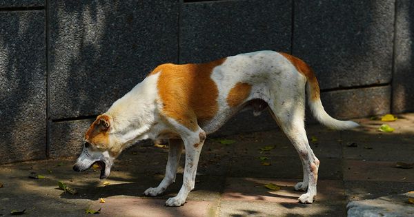 Esto es lo que necesitas daber si tu perro vomita