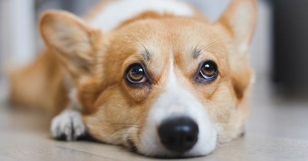 Lo que debes saber si tu perro se queda solo en casa