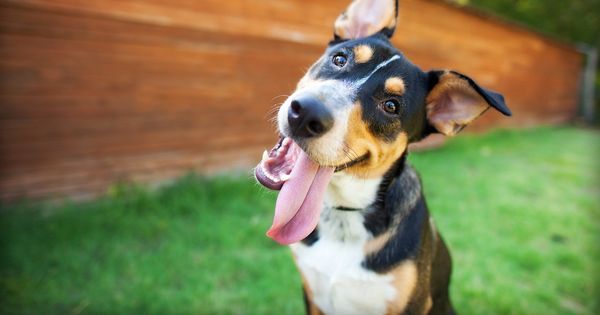 ¿Cómo ve el mundo tu perro?