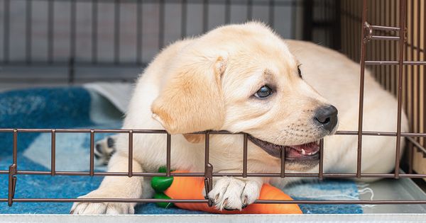 Cómo sobrevivir al proceso de dentición de tu cachorro