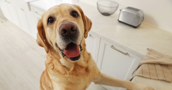 ¿Vale la pena darle suplementos a tu mascota?