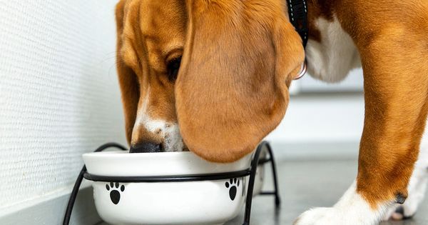 Uno de los mejores alimentos caseros que puedes darle a tu mascota