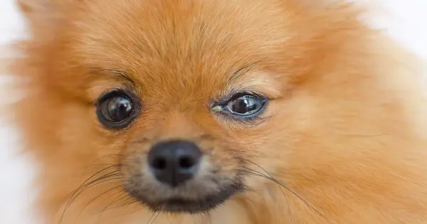 ¿Qué provoca esta sustancia espesa en los ojos de mi perro?