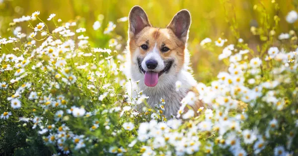 ¿Estás impidiendo que tu perro utilice su instinto natural?