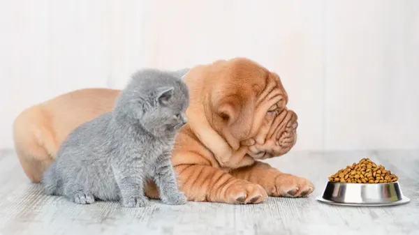 El carcinógeno oculto en la comida de tu mascota