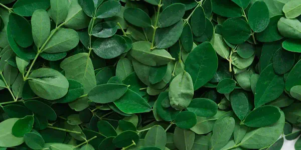 La moringa también se considera un superalimento para las mascotas