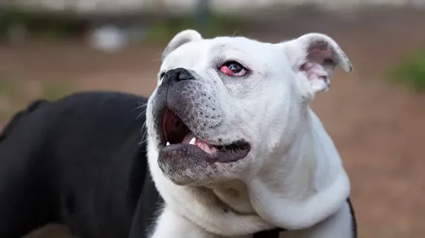 Este problema ocular en perros podría provocar ceguera