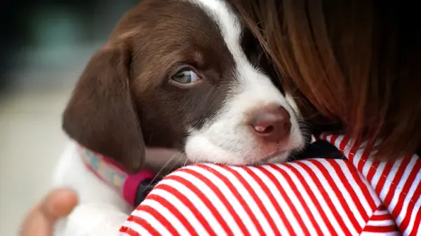 3 cosas que jamás debes hacer al levantar a tu perro