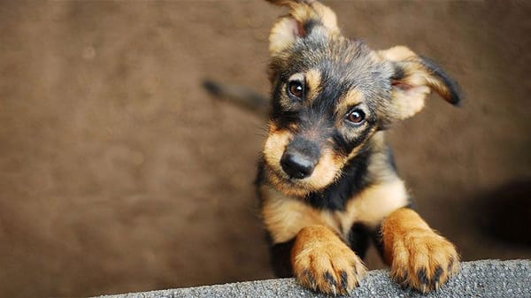 Considera estos factores antes de elegir un perro como mascota