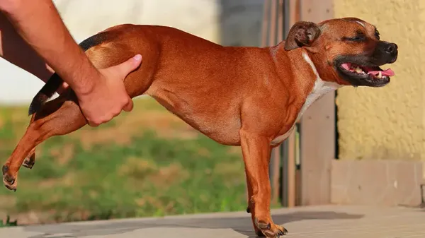 Estrategias para que los perros mayores mantengan su fuerza y movilidad