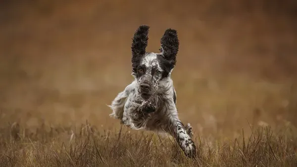 Lo que tal vez no sabes sobre los perros con mucha energía