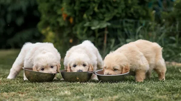 ¿Tu perro siempre tiene hambre?