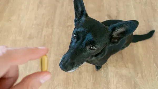 Suplemento revolucionario para tratar las convulsiones en perros