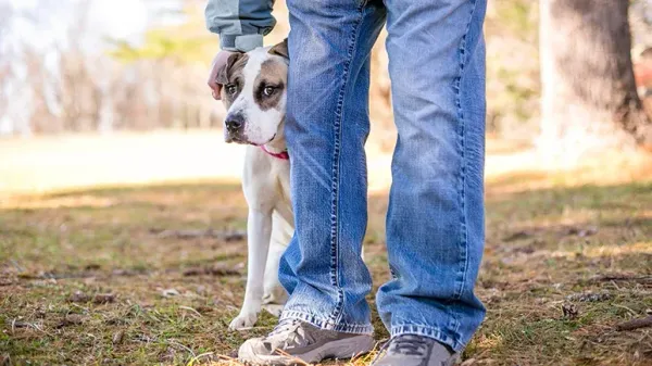 Signos típicos del estrés: cómo calmar la ansiedad de tu perro