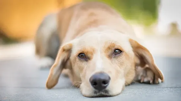 Descubre si es normal que tu perro duerma tanto