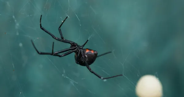 La viuda negra puede matar a tu mascota si no actúas con rapidez