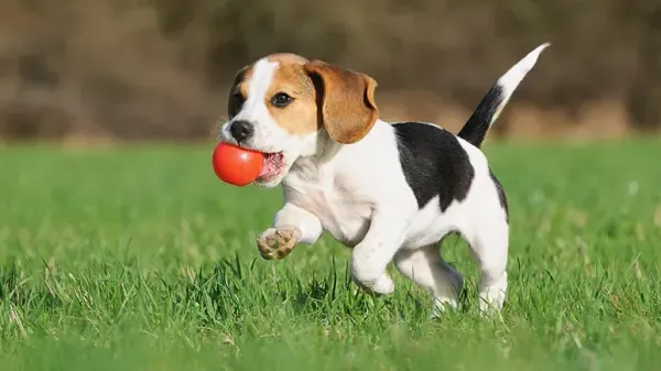 Las 5 etapas del cachorro y qué esperar en cada una