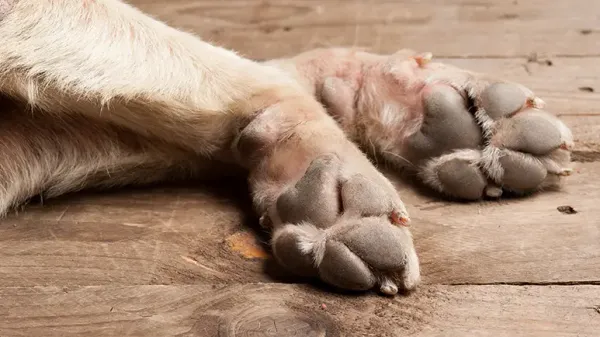 Una solución rápida y no tóxica para la comezón de las patas de los perros