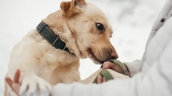 ¿Qué puede sentir tu perro que tú no?