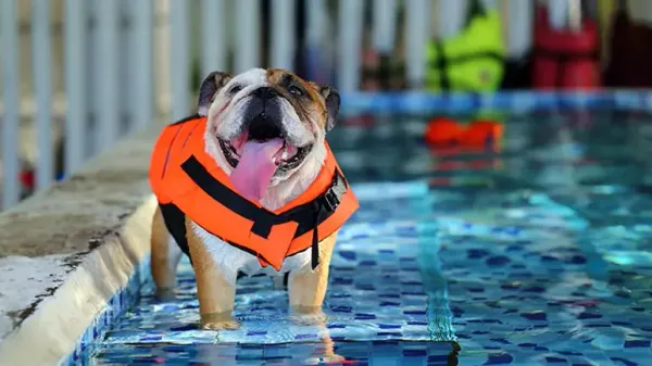 ¿Listo para que tu cachorro se vuelva un profesional de la natación?