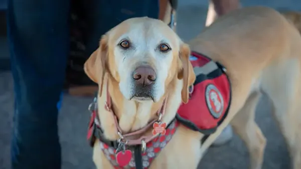 ¿Sabías esto sobre los perros de servicio?