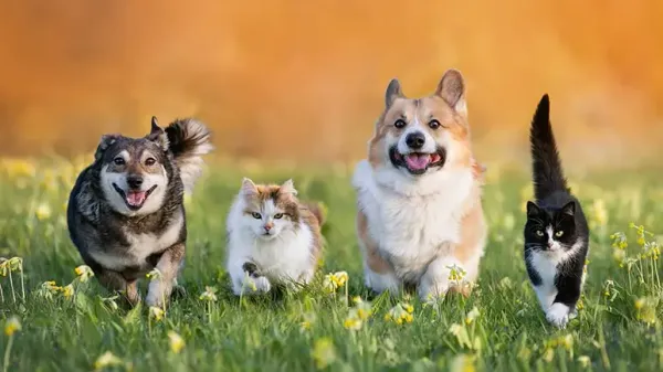 Sabías que tener muchas mascotas tiene su lado negativo