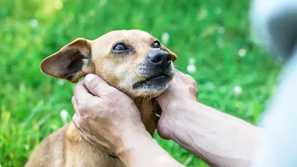 Este chequeo para perros no cuesta nada y ningún veterinario puede duplicarlo