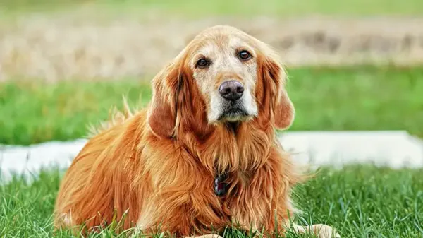 Los síntomas que indicarían que tu perro senior padece demencia