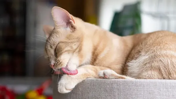 ¿Las bolas de pelo afectan el bienestar de tu gato?