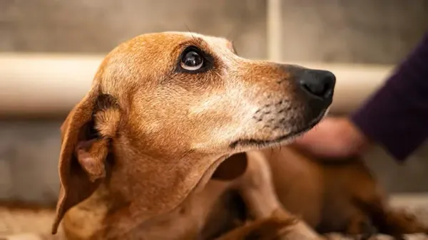 Sabías que tu estrés puede influir en el estado de ánimo de tu perro