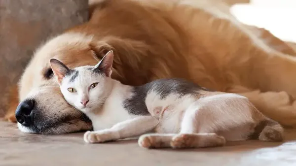 Aprende a detectar los signos de esta enfermedad en tu mascota