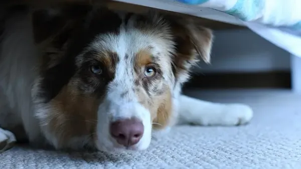 Esta señal de alarma es como un grito de dolor de tu perro