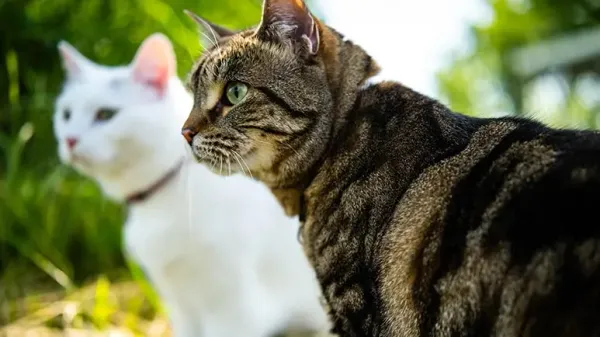 La diferencia entre los gatos domésticos y los gatos salvajes: en una frase cómica