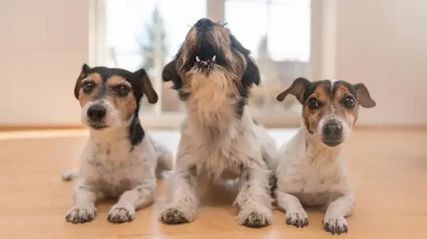 Tu perro hace esto todos los días, pero ¿qué dice?