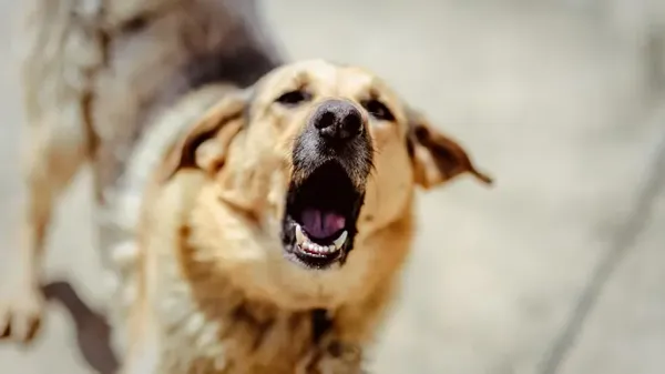 Los perros suelen hacer esto justo antes de morder o atacar