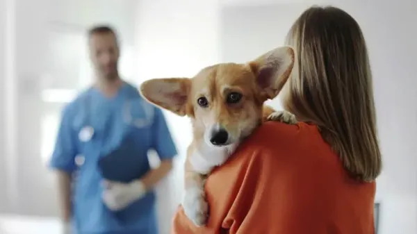 Este mal diagnóstico podría estar dañando a tu perro